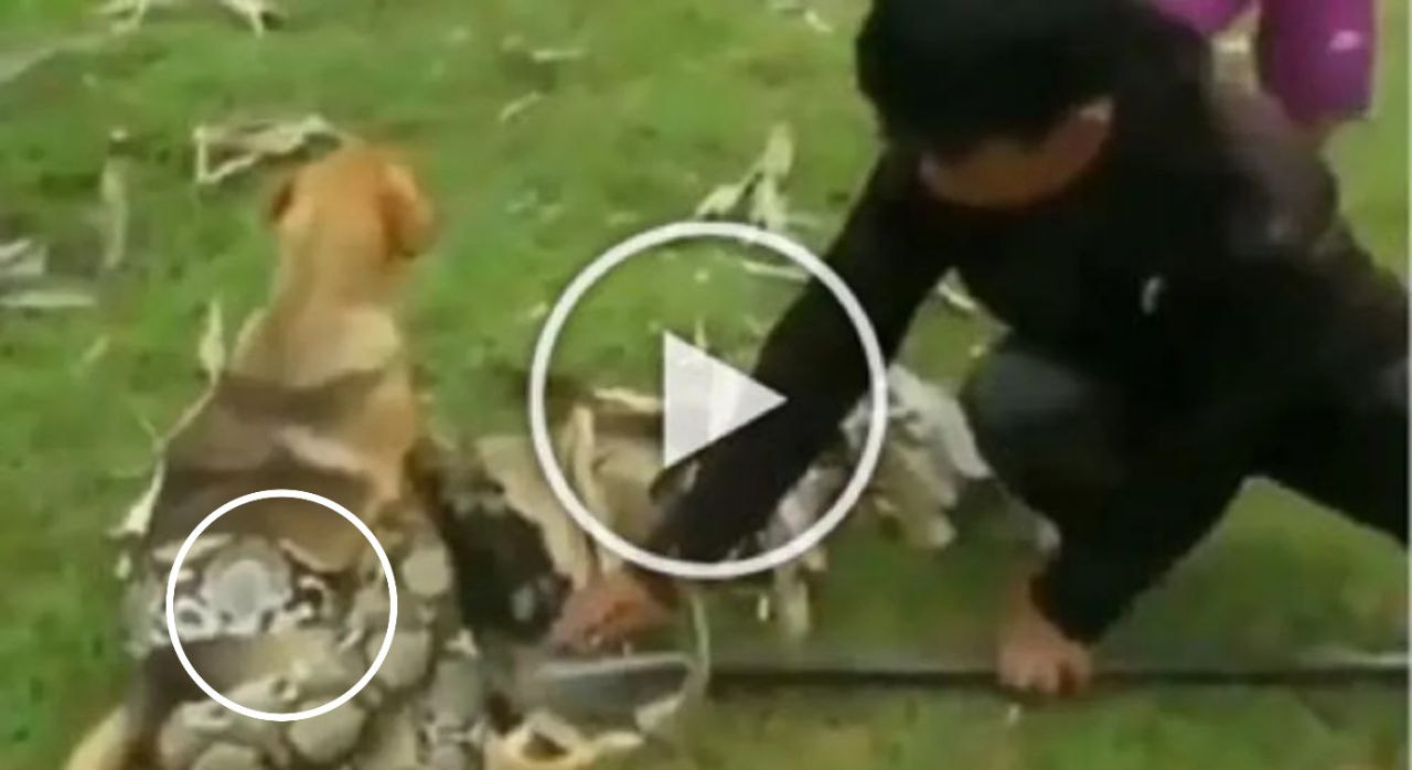 Viral: कुत्ते को बचाने अजगर से भिड़ गए लड़के, वीडियो में देखें मासूम ने किस तरह बचाई जानवर की जान