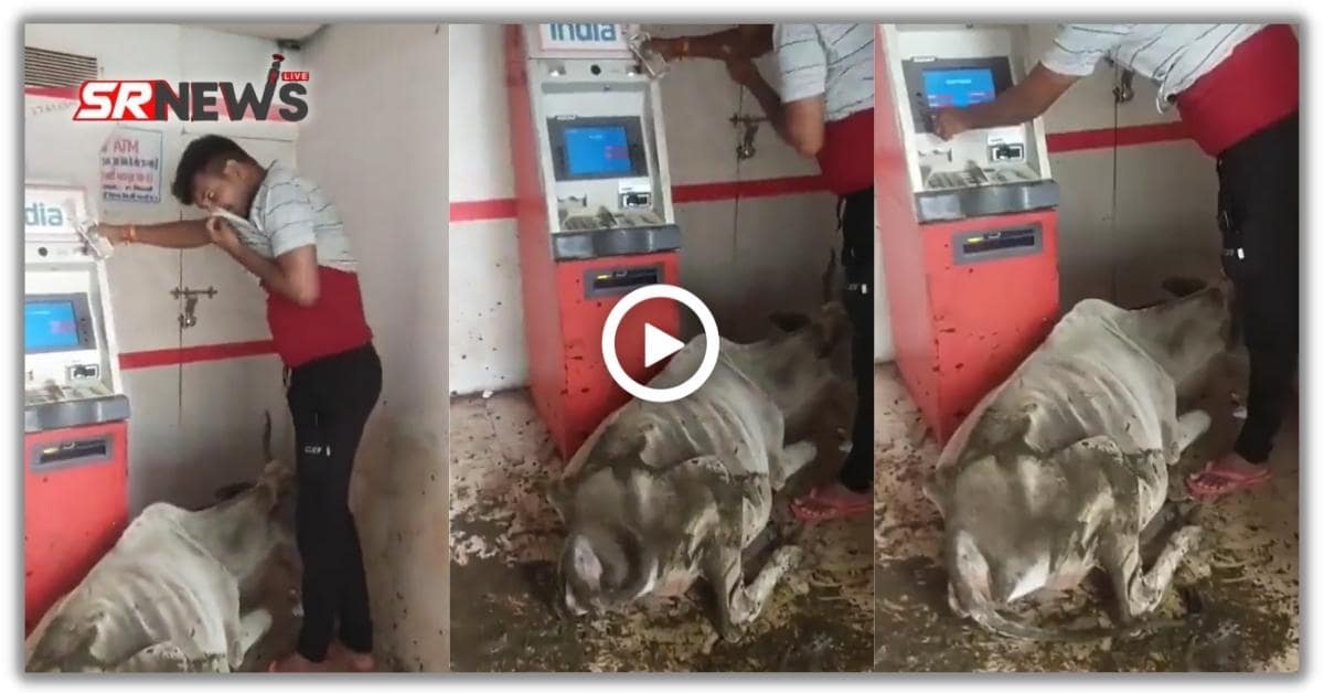 जब ATM से “कैश निकालने” पहुंच गई गाय, नजारा देख शख्स भी हिल गया