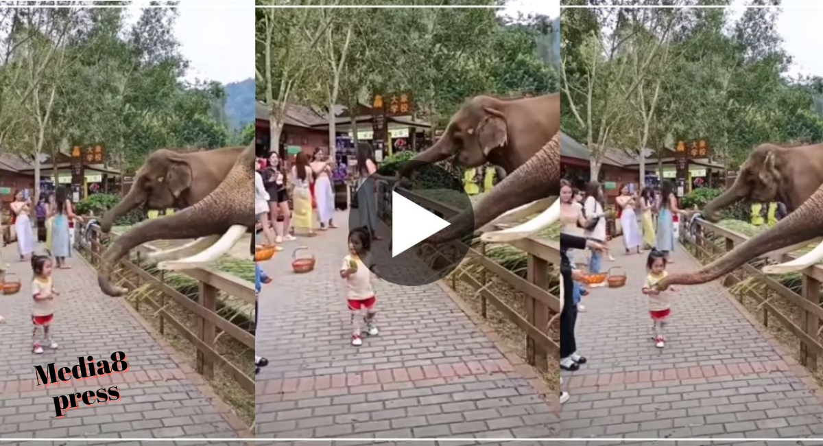 हाथी के पास जाने से डर रहे थे लोग, पास में खड़ी क्यूट सी बच्ची ने जो किया वीडियो वायरल….