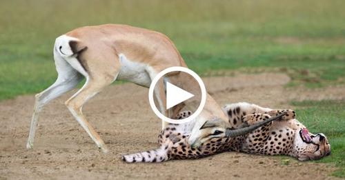 हिरण का शिकार करने आया था तेंदुआ पर हिरण ने सिखाया तेंदुए को मजा , देखें वीडियो…
