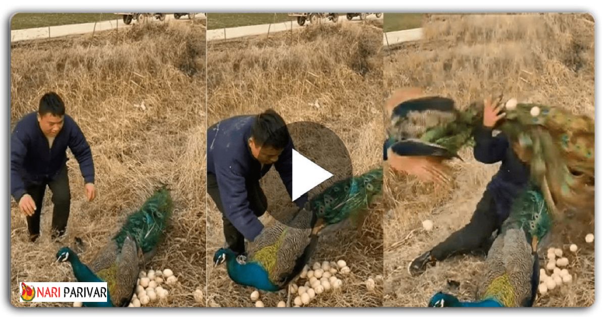 मोरनी के अंडे चुराने पहुंची थी महिला, लेकिन बहादुर मोर ने उसे जमीन पर पटक दिया – वीडियो वायरल