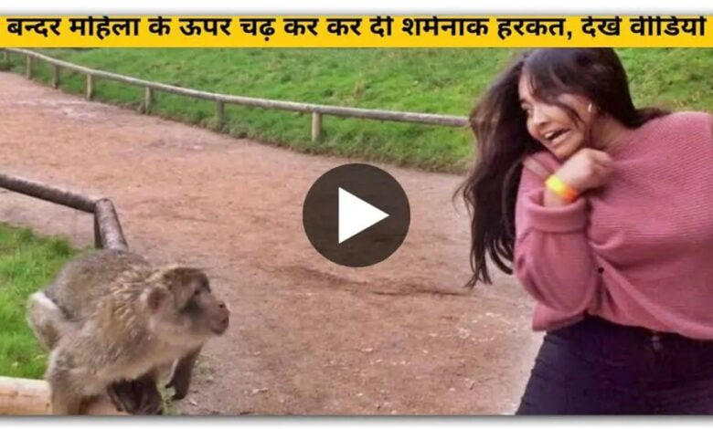 बैठी महिला पर अचानक चढ़ा बंदर और किया शर्मनाक हरकत वीडियो देखकर आप भी हो जाएंगे हैरान- देखिए मजेदार वायरल वीडियो